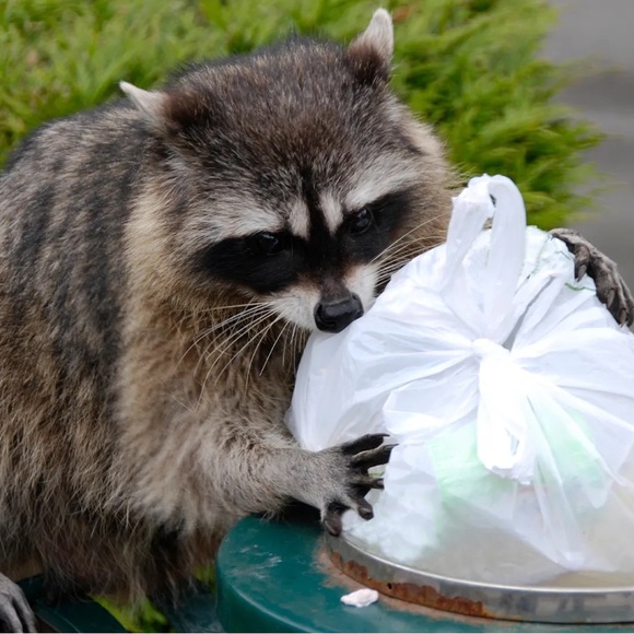 raccoonz_thrift
